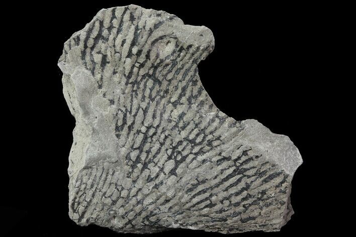 Graptolite (Desmograptus) Plate - Rochester Shale, NY #68900